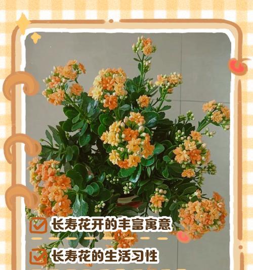 花恋的寓意和象征是什么？花语中隐藏的深层含义解读？