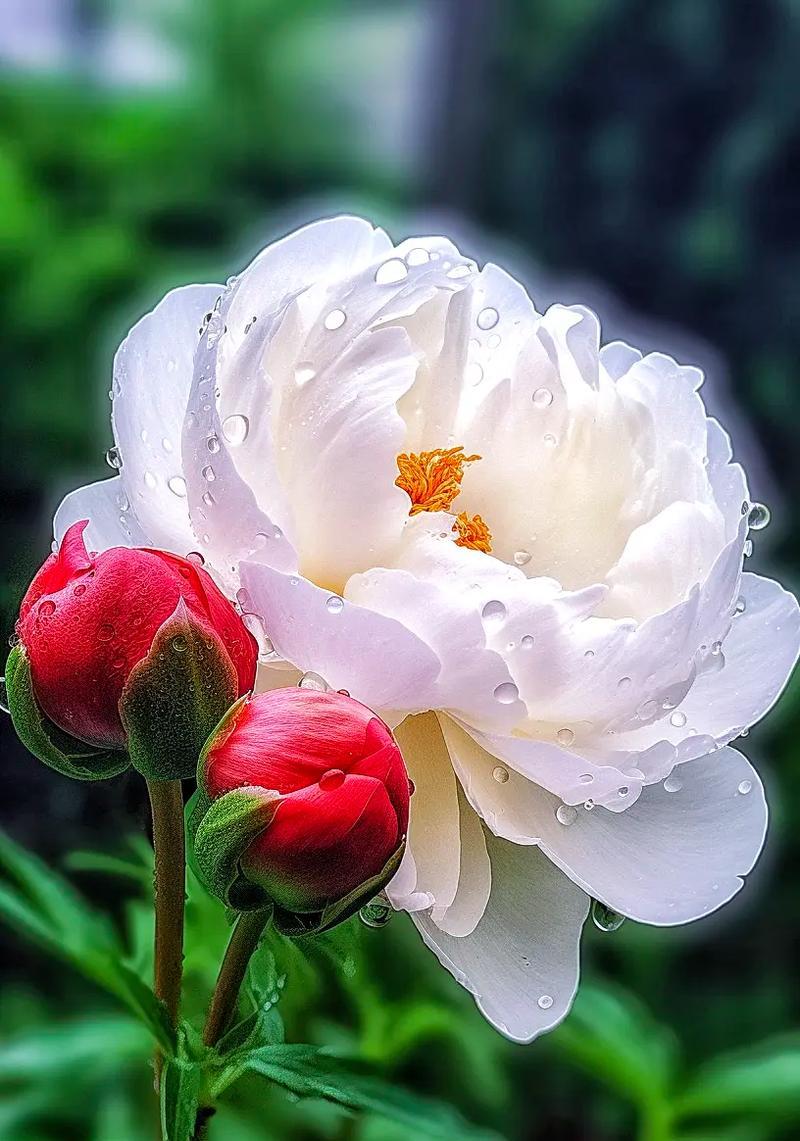 象征含蓄的花有哪些？哪种花最能代表含蓄之美？
