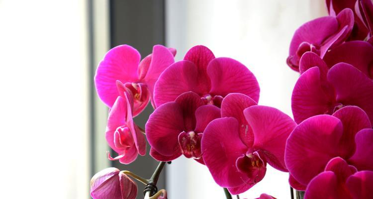 象征含蓄的花有哪些？哪种花最能代表含蓄之美？