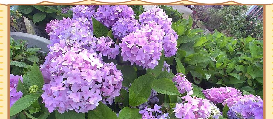 白色绣球花代表什么含义？花语有哪些解读？