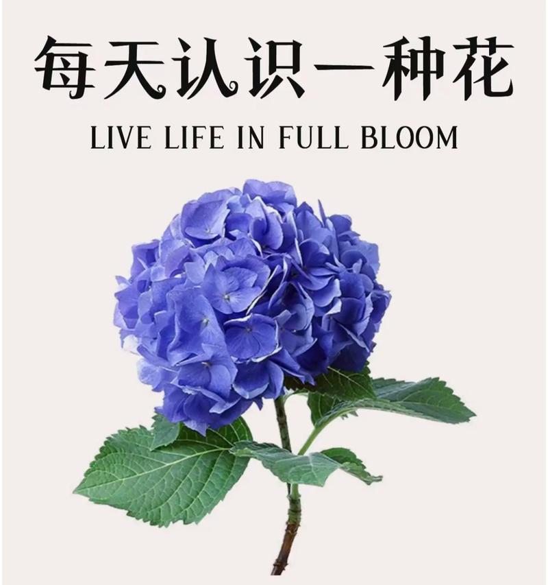 白色绣球花代表什么含义？花语有哪些解读？