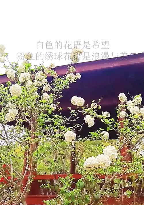 白色绣球花代表什么含义？花语有哪些解读？