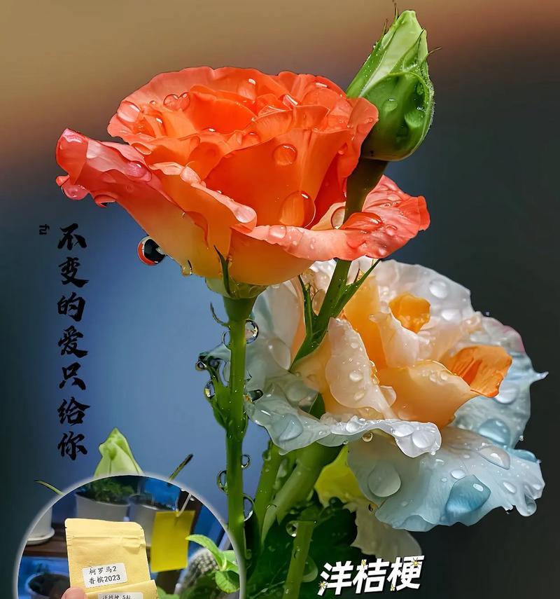 什么花的花语是代表开始？如何用花卉表达新的开始？