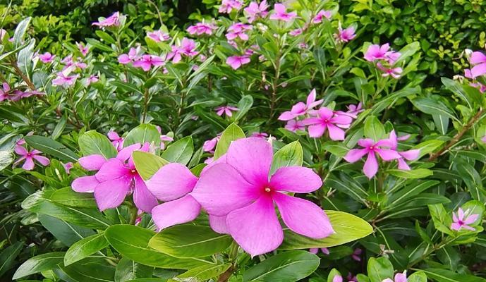 象征四季的花有哪些？它们各自代表什么意义？
