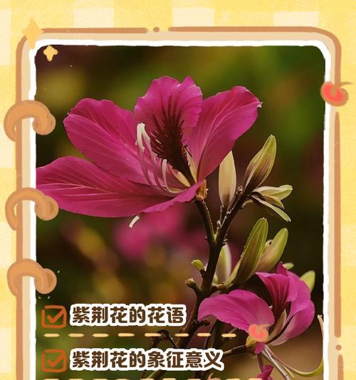 什么花象征兄弟的友谊坚不可摧？如何用花卉表达兄弟情谊？