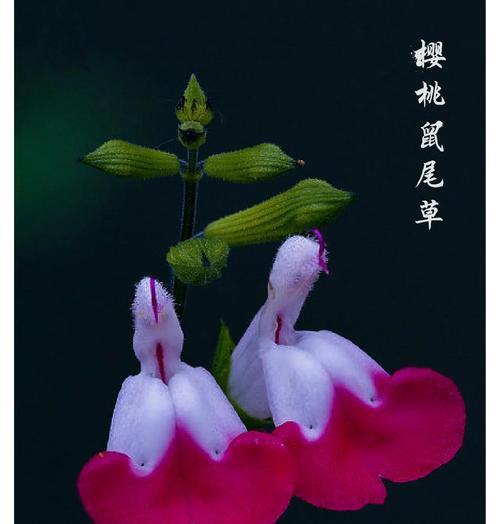 樱桃的花语是什么？了解樱桃花的象征意义和用途？