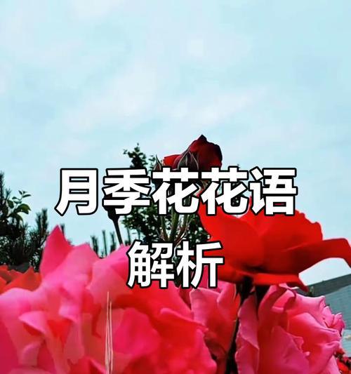 月季寓意和花语是什么？如何挑选寓意吉祥的月季品种？
