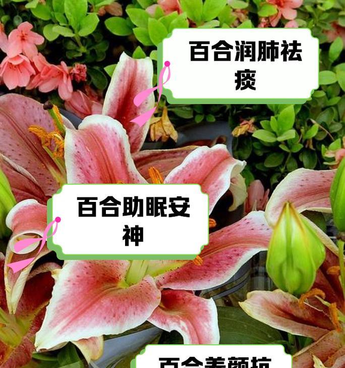 百合花的寓意是什么？如何正确理解百合花的象征意义？