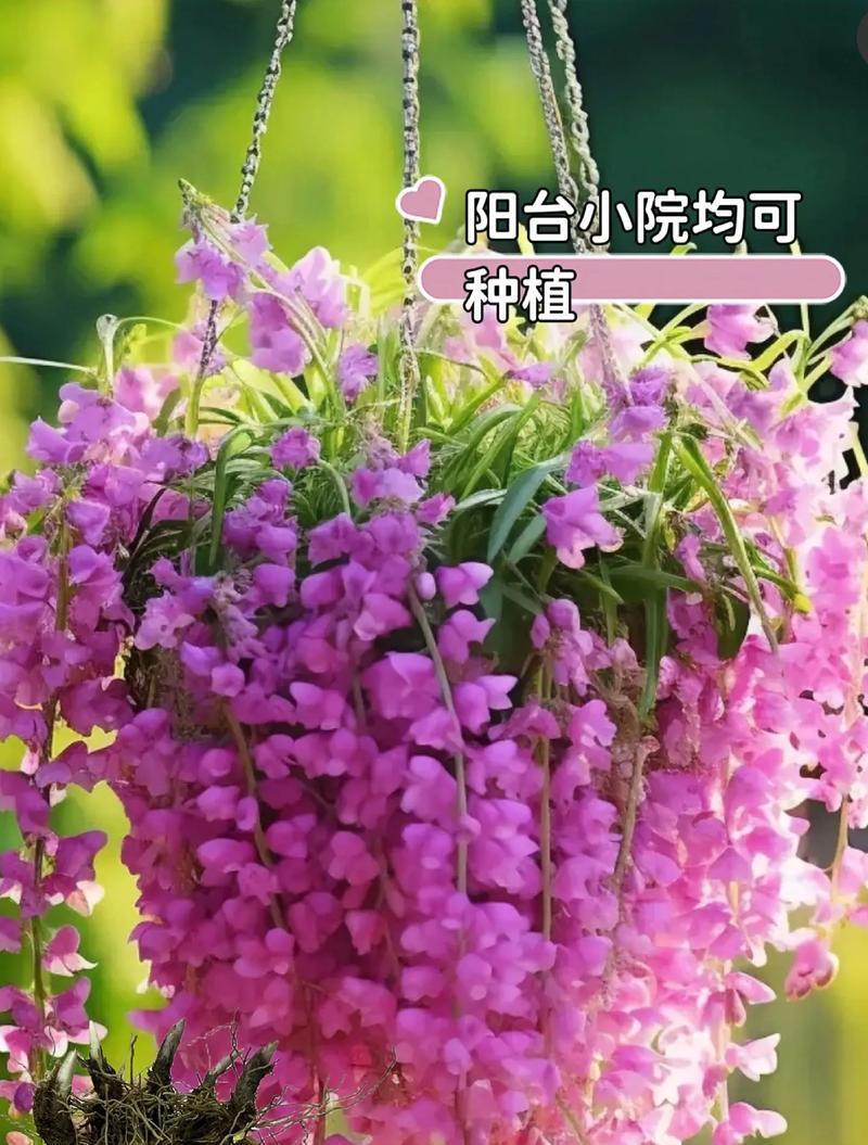 铃兰花花语是什么？了解铃兰花的象征意义和用途？