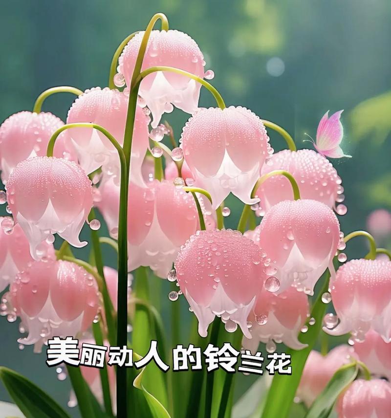 铃兰花花语是什么？了解铃兰花的象征意义和用途？