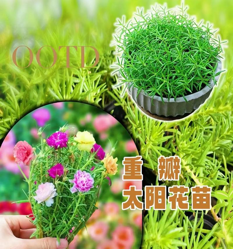 什么花象征对生命的尊重？如何选择表达敬意的花卉？