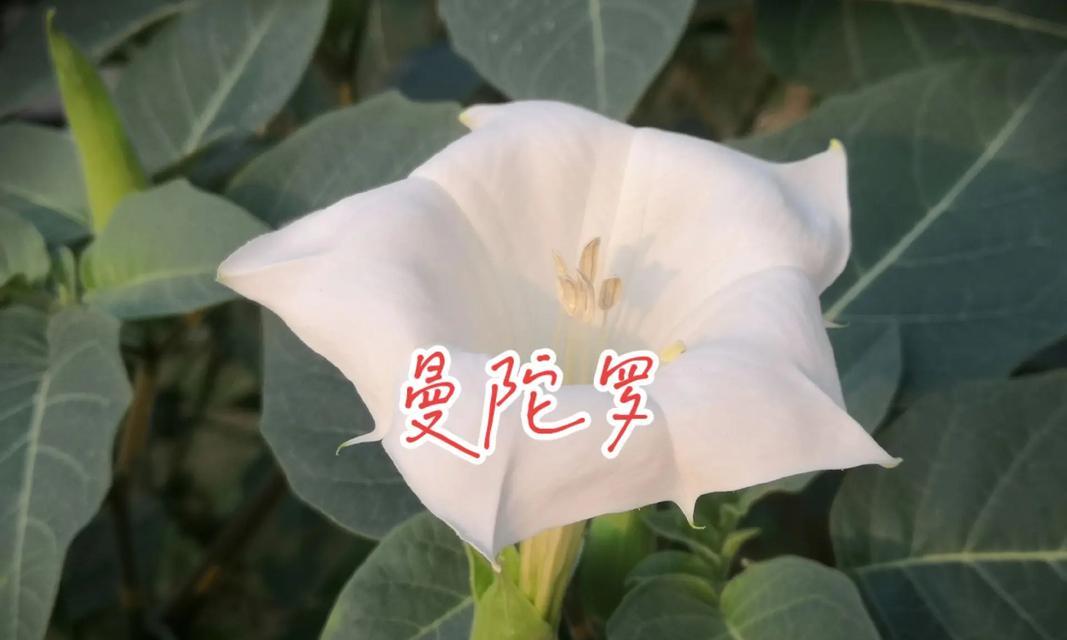 曼陀罗的花语是什么？如何正确解读曼陀罗的含义？