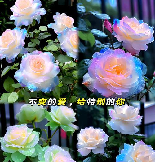 曼陀罗的花语是什么？如何正确解读曼陀罗的含义？