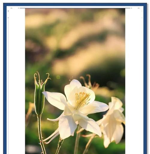 小小的花通常象征着什么？花语背后隐藏的深层含义是什么？