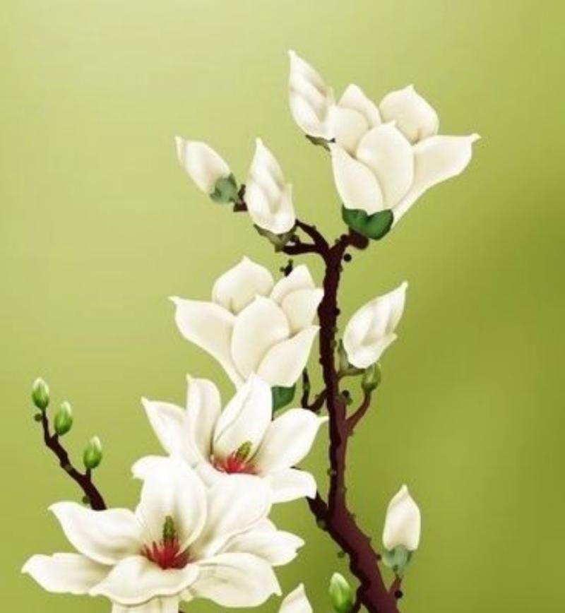 小小的花通常象征着什么？花语背后隐藏的深层含义是什么？