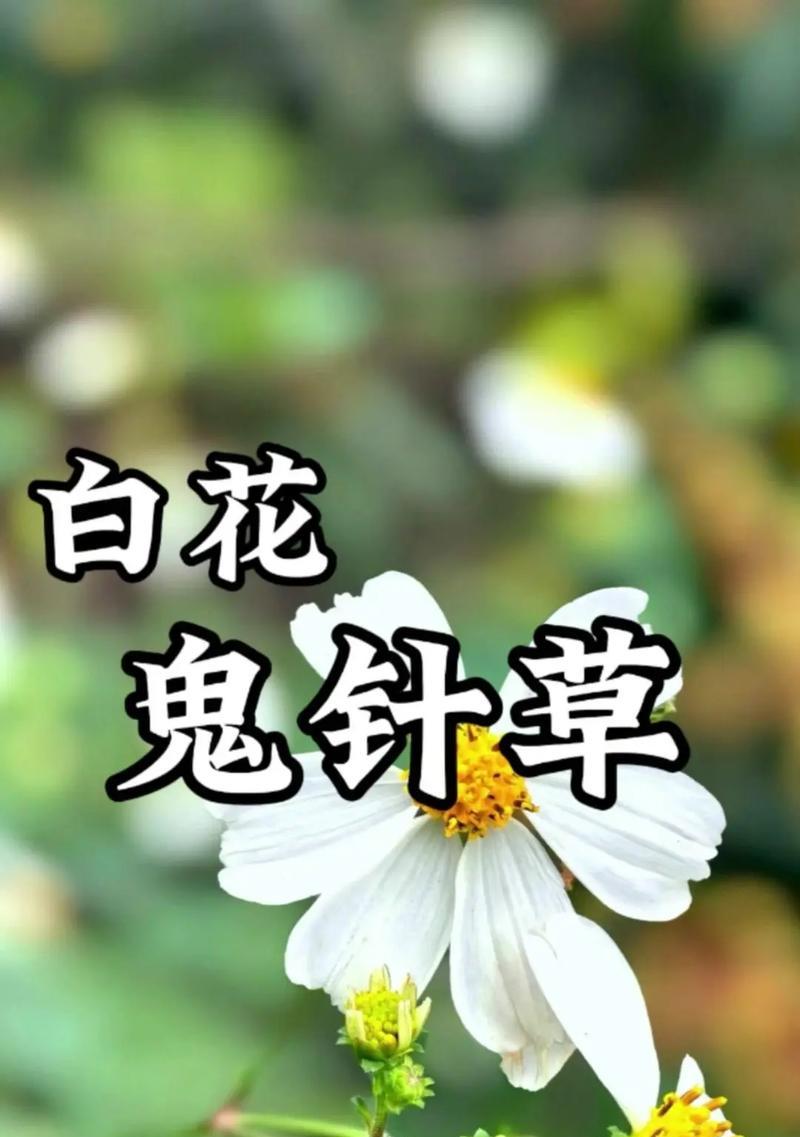 鬼百合的花语是什么？了解其神秘含义和象征意义？