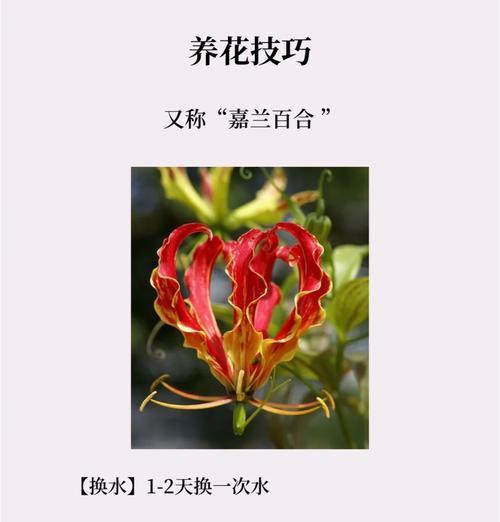鬼百合的花语是什么？了解其神秘含义和象征意义？