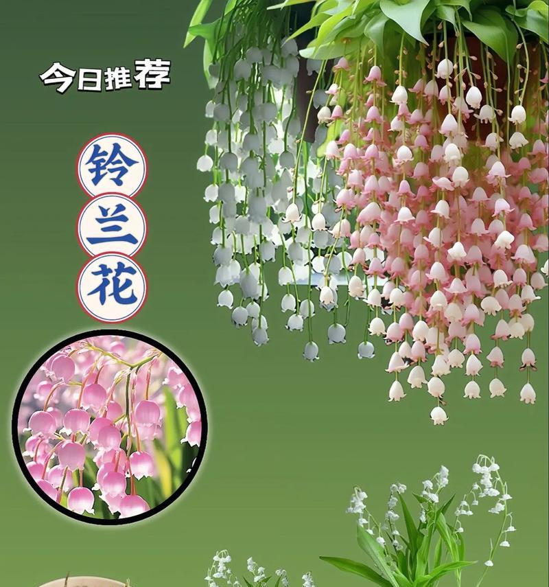 什么花代表感谢？花语中表达感谢的花卉有哪些？