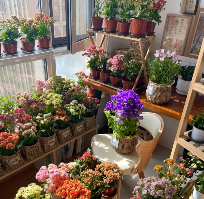 养什么寓意顺利的花？哪些花卉象征着好运和成功？