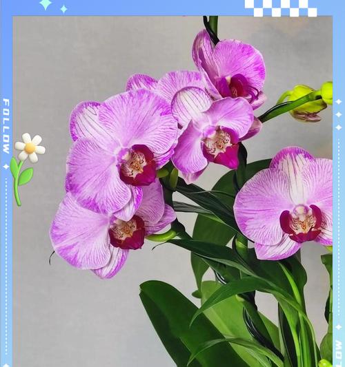 养什么寓意顺利的花？哪些花卉象征着好运和成功？