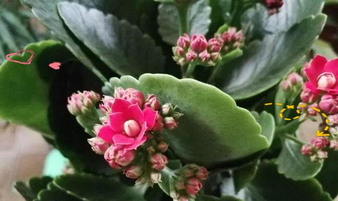 种什么寓意长寿的花好呢？哪些花卉象征长寿和健康？