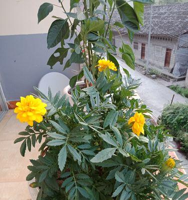 附石花的寓意是什么？附石花象征着什么含义？