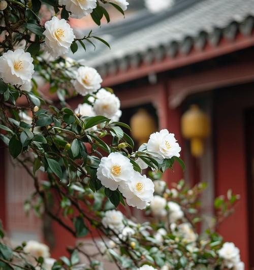 你不爱我花语是什么？如何理解这种花的含义？