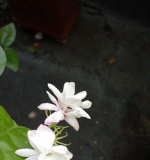 花语寂寥是什么意思？如何理解花语寂寥的含义？