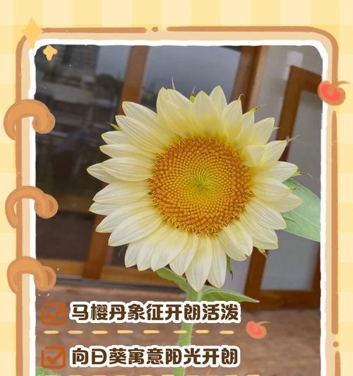 爆米花的花语是什么？为什么人们常在电影中享用它？