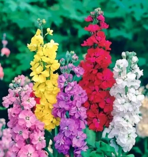 簪花粉的花象征着什么？它的寓意有哪些？