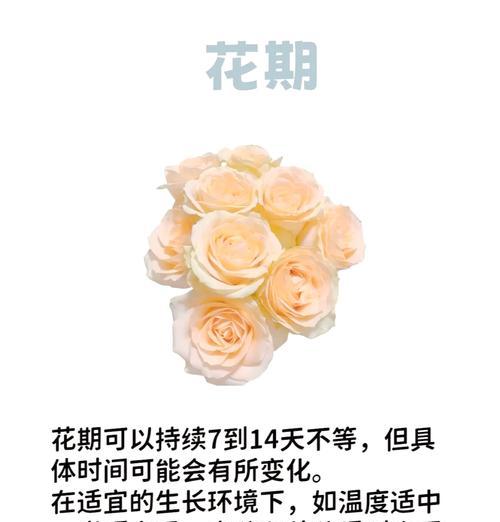 19朵香槟玫瑰代表什么含义？花语解读及送花建议？