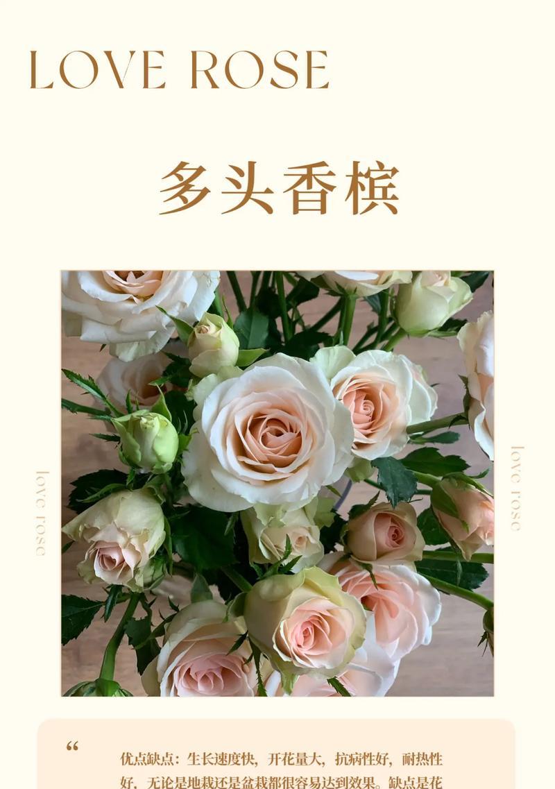 19朵香槟玫瑰代表什么含义？花语解读及送花建议？