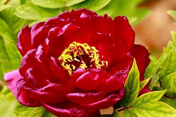 窗花的寓意是什么？窗花语的含义有哪些常见疑问？