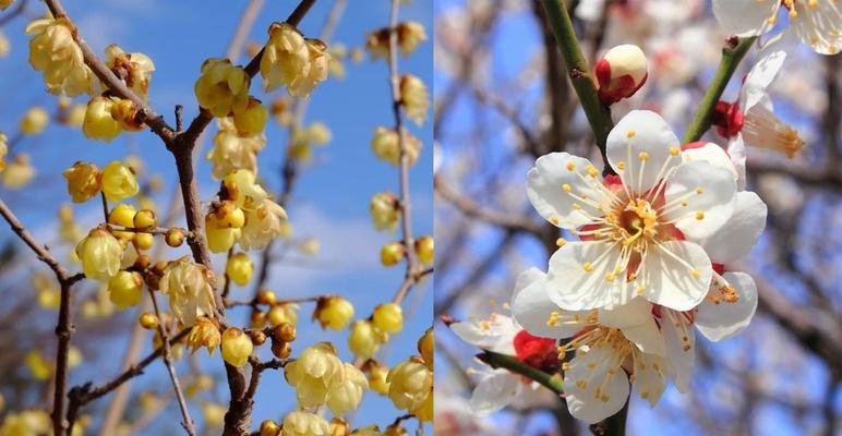 青梅花的花语是什么？如何用青梅花表达情感？