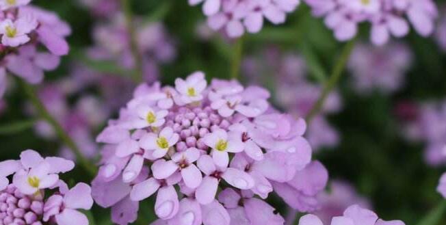 青梅花的花语是什么？如何用青梅花表达情感？