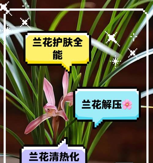 蓝花送人的寓意和象征是什么？蓝花代表了哪些美好祝愿？