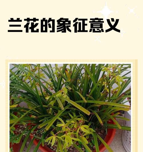 蓝花送人的寓意和象征是什么？蓝花代表了哪些美好祝愿？