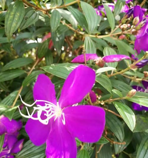 都是路人花语是什么意思？花语背后的含义是什么？