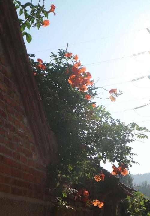 都是路人花语是什么意思？花语背后的含义是什么？