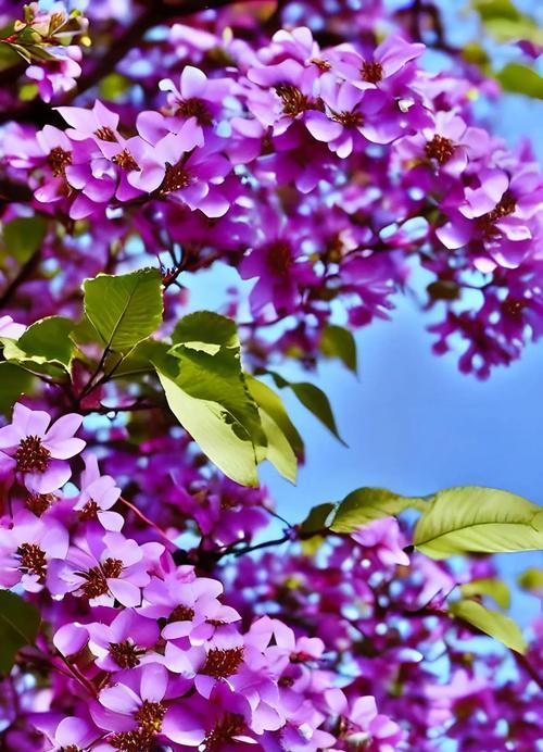 象征独立坚韧的花是什么花？如何用它表达坚强？