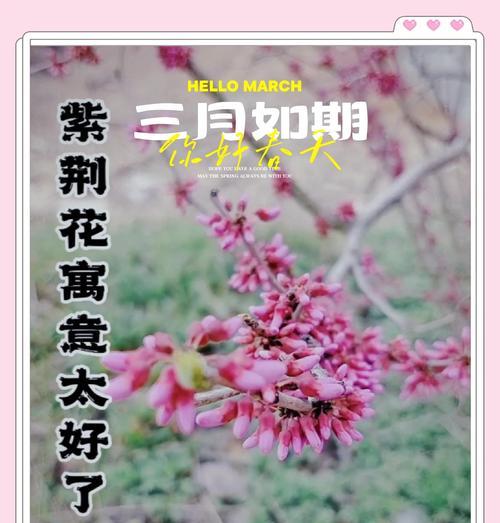 紫荆花象征着什么？紫荆花的意义和象征有哪些？