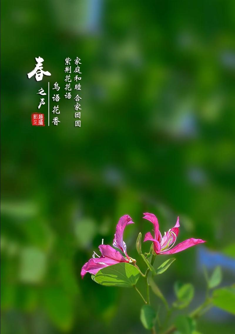 紫荆花象征着什么？紫荆花的意义和象征有哪些？
