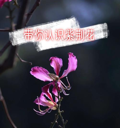紫荆花象征着什么？紫荆花的意义和象征有哪些？