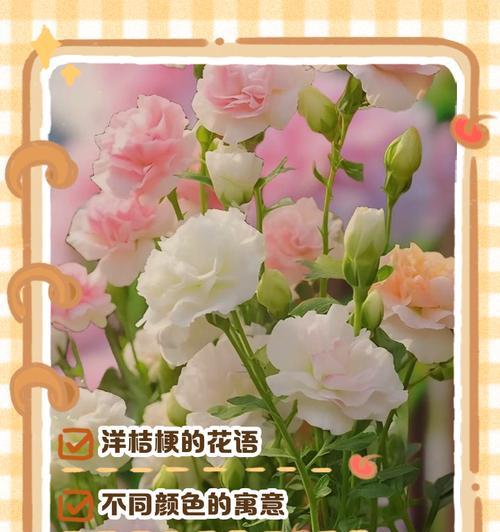 桔梗花的花语有哪些？桔梗花寓意着什么？