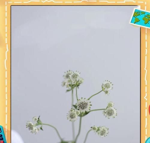 璀璨如你的花语是什么？如何挑选表达爱意的花朵？
