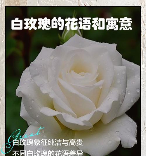 19朵白玫瑰代表什么含义？花语有哪些常见误解？