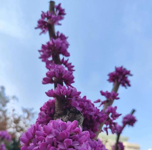 花坛紫色的花代表什么？紫色花卉的象征意义是什么？
