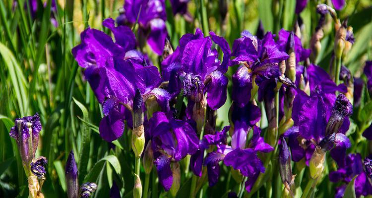 花坛紫色的花代表什么？紫色花卉的象征意义是什么？