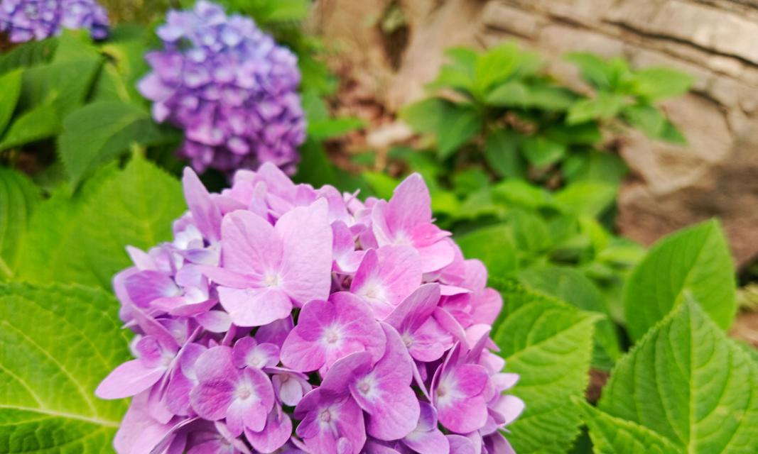 花坛紫色的花代表什么？紫色花卉的象征意义是什么？