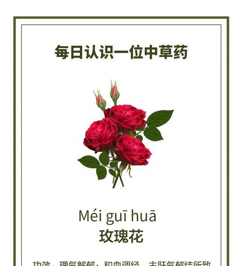寓意早日康复的玫瑰花是什么？如何选择表达祝福的花朵？